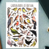 Alexia Claire | Garden Birds of Britain | Postcard | Conscious Craft